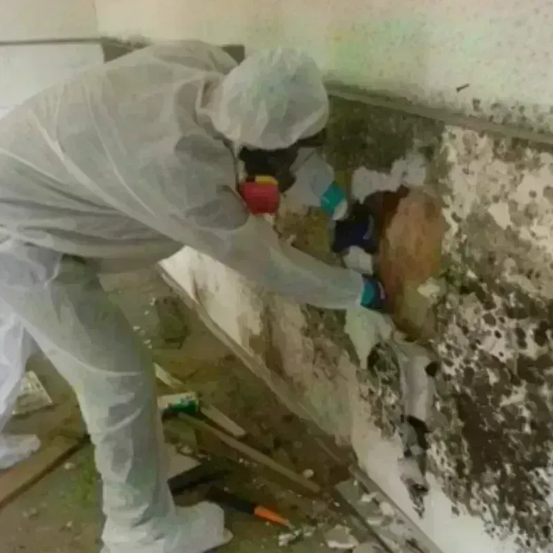 Mold Remediation and Removal in Pukalani, HI